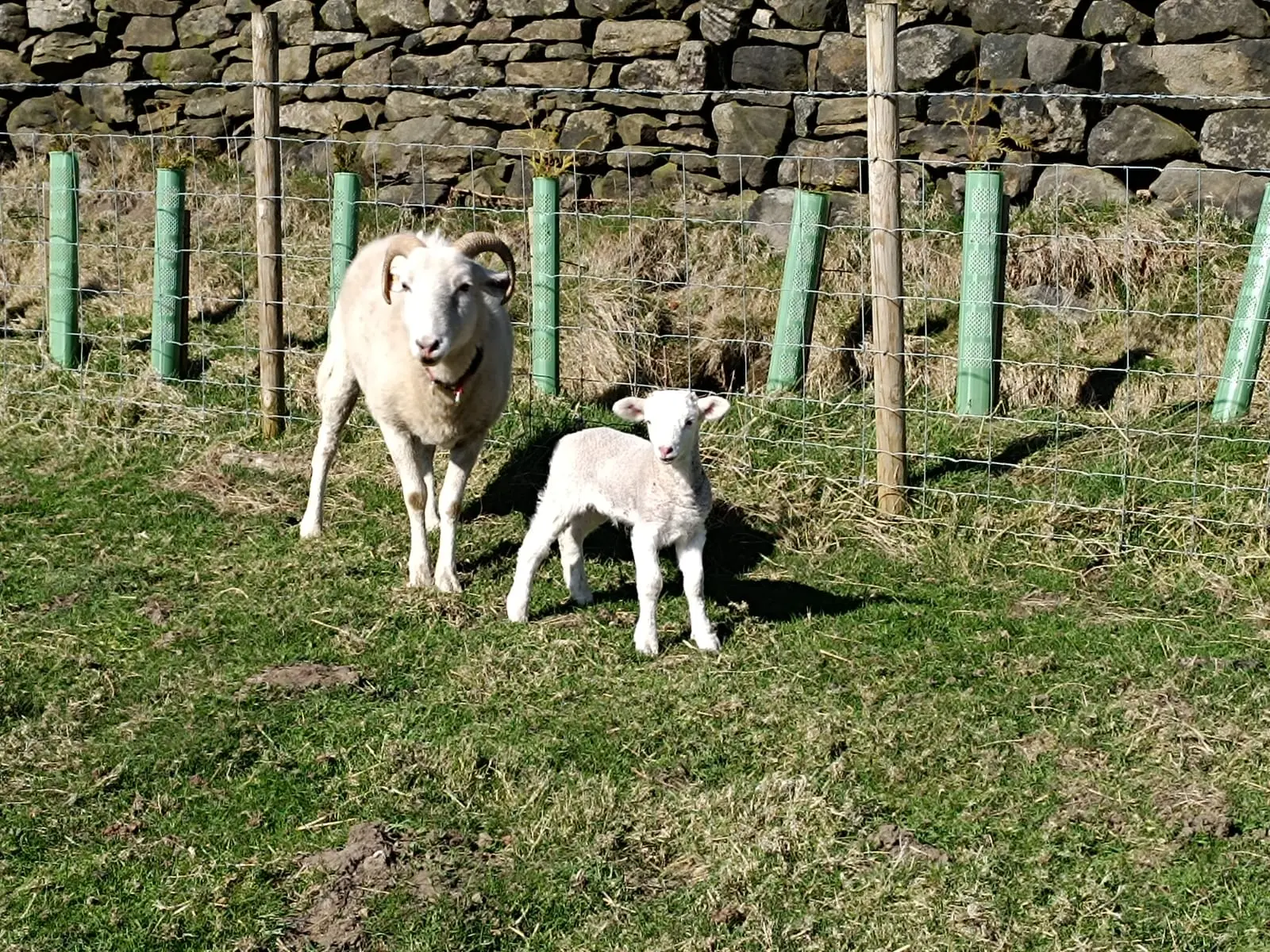Ewe and lamb standing together in a sunny paddock.
