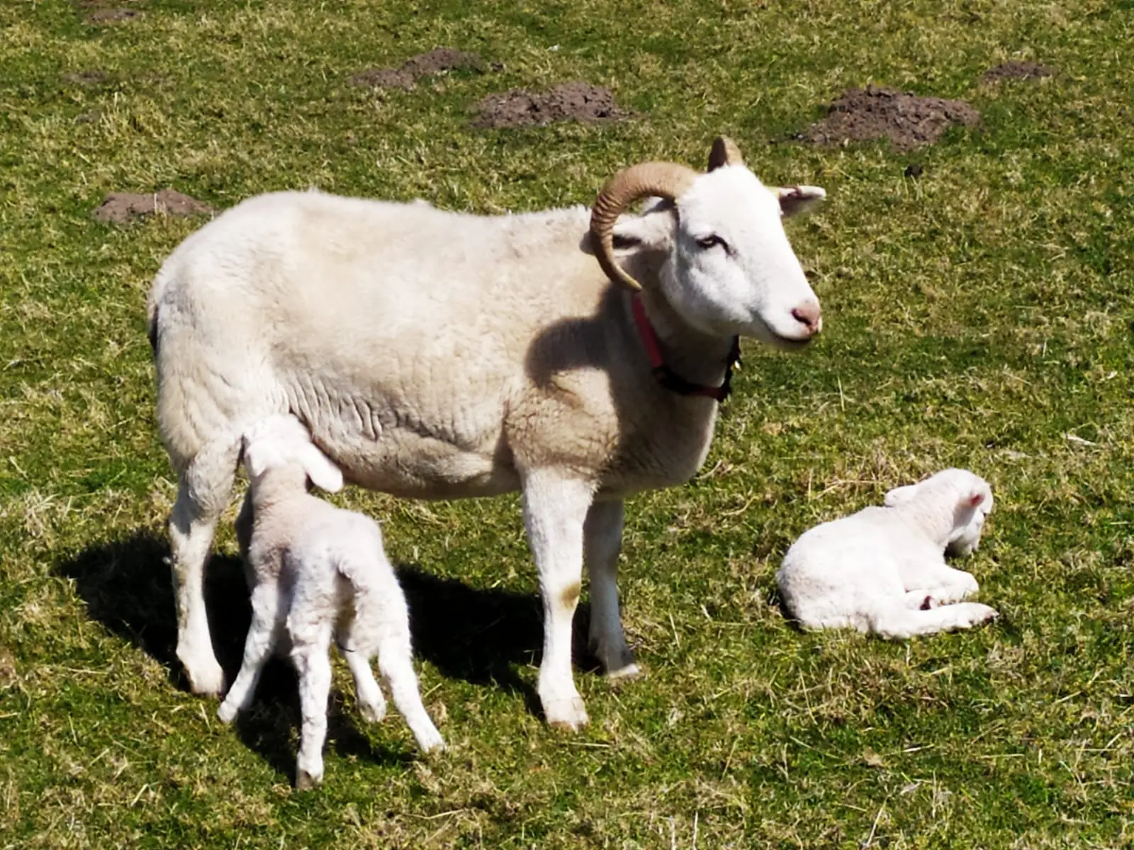 Ewe standing with lambs in a sunny paddock.