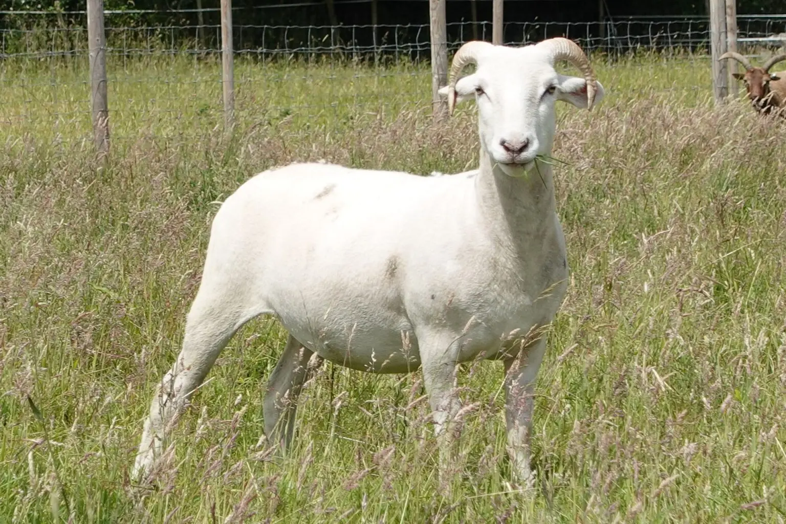 White ram standing in tall summer meadow grass.