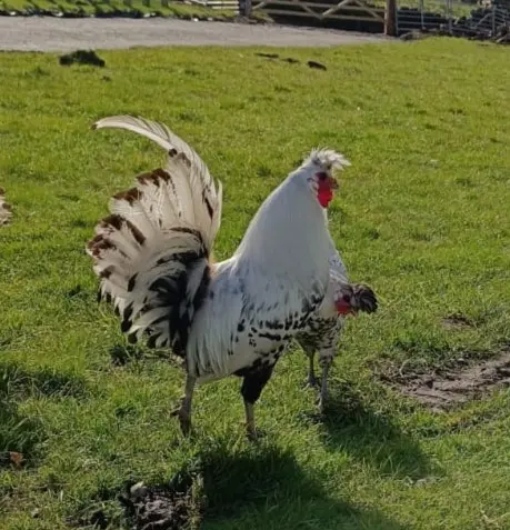 Rooster standing in bright grass near the farm gate.