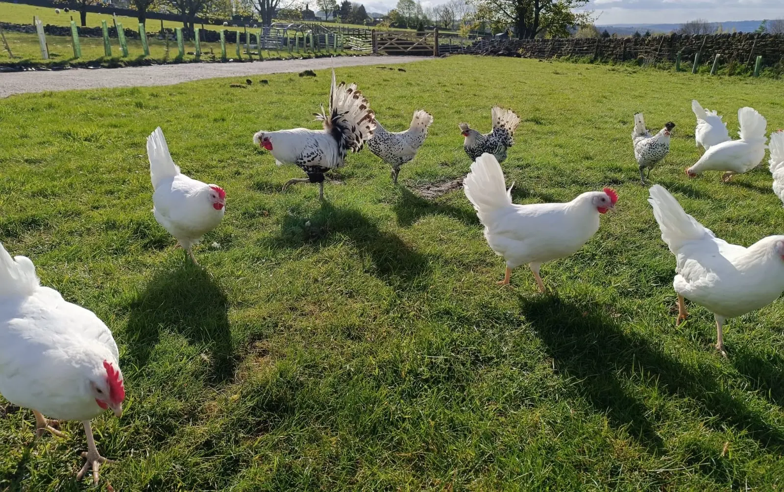 Free-range chickens moving through the farmyard.