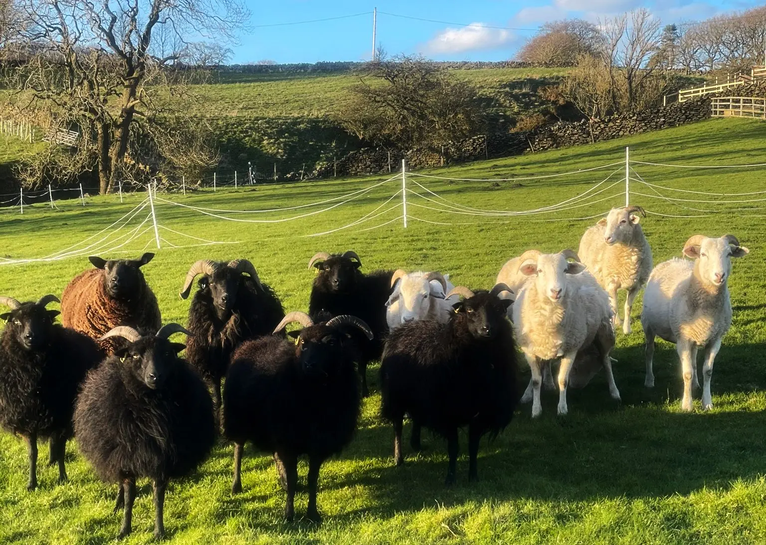 Sheep standing in the fields at Howbeck Farm.