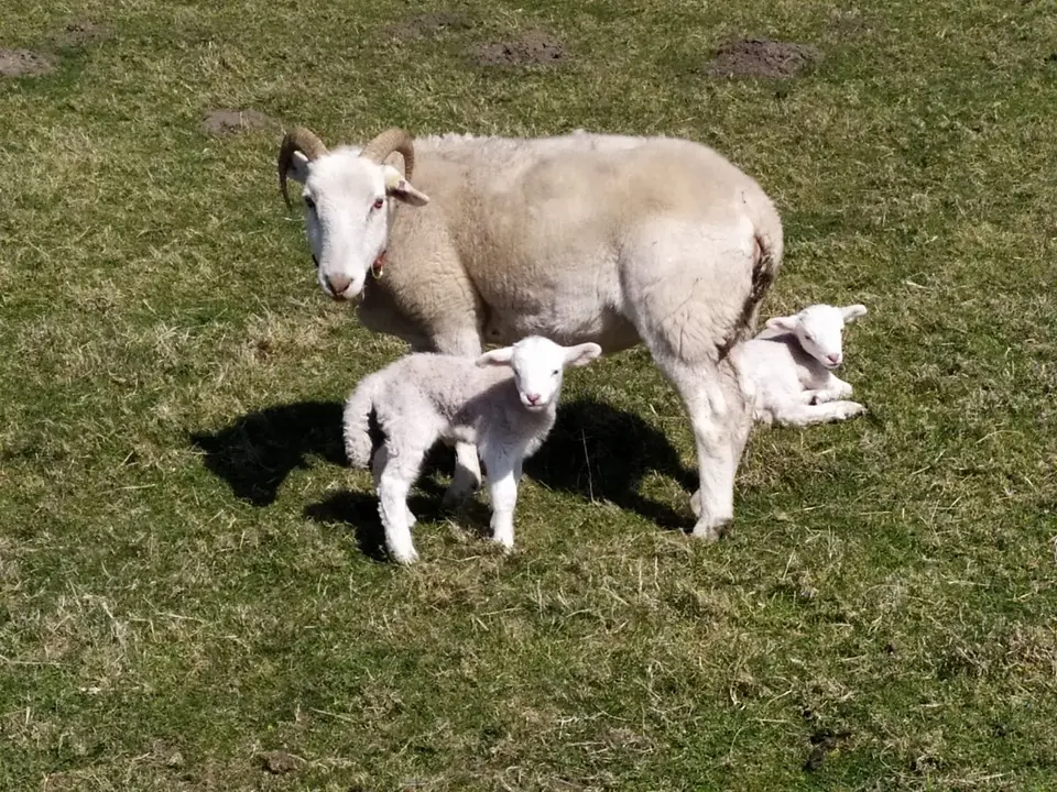 Sheep near the farm gate and collection area.